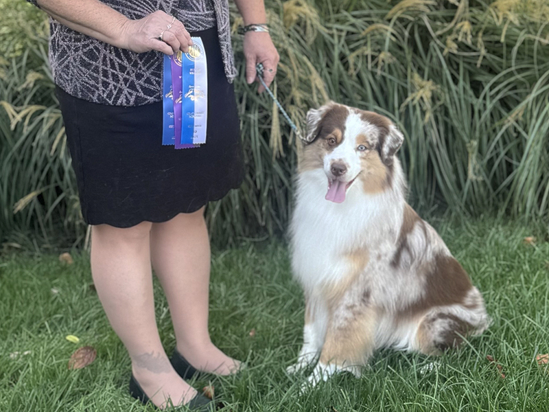 CH Crimson’s Blaze of Glory AX AXJ DCAT HIC winning a major title. CH Crimson’s Blaze of Glory AX AXJ DCAT HIC winning a major title.