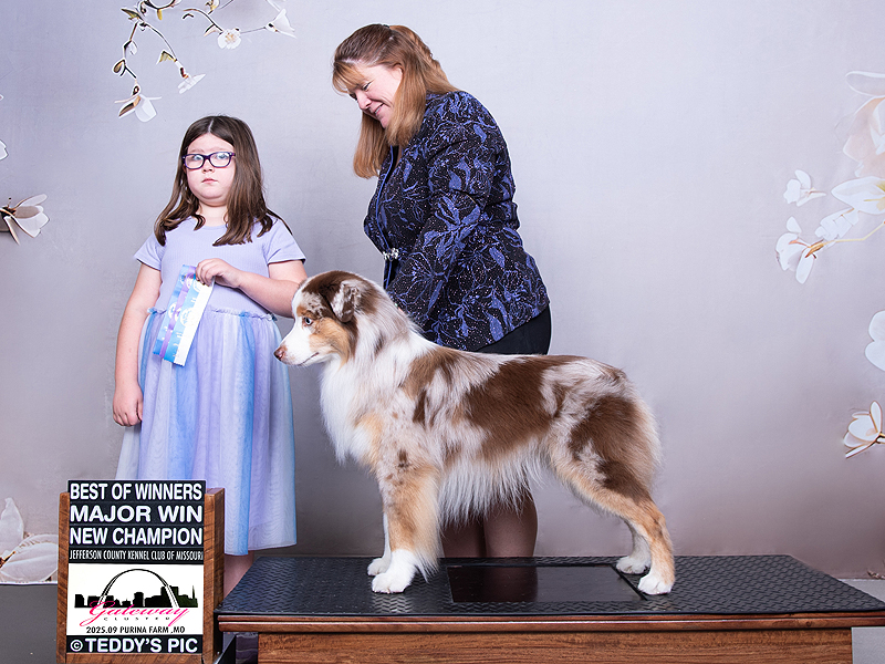 Blaze is a red merle male American Miniature Shepherd.