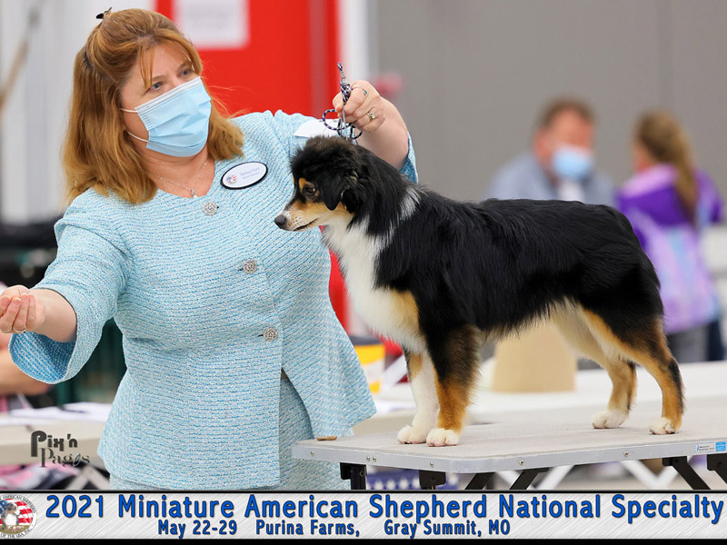 Dare Miniature American Shepherd National Specialty Show, Best in Show puppy.