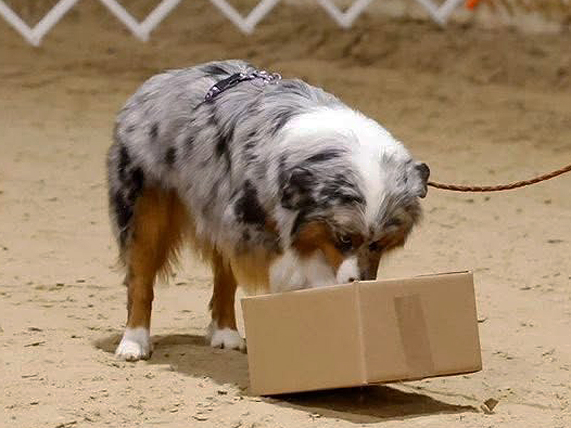 Gypsy doing scent work. Gypsy doing scent work.