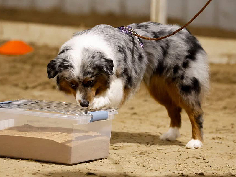 Gypsy marking a scent. Gypsy marking a scent.