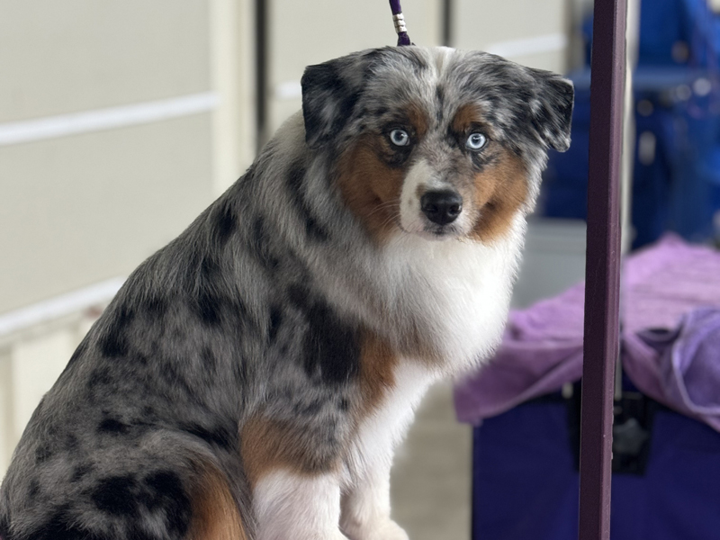 GCh Ch Crimson’s Wild Heart Gypsy Soul NA NAJ NF FCAT SWN CGC TKN ATT FITB known as Gypsy here. GCh Ch Crimson’s Wild Heart Gypsy Soul NA NAJ NF FCAT SWN CGC TKN ATT FITB known as Gypsy here.