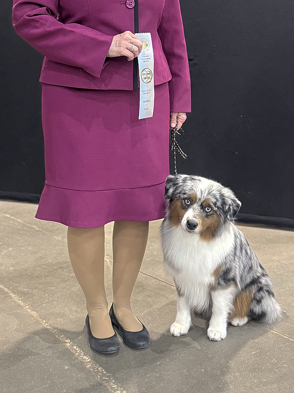 Gypsy earning a step to her Grand Championship. Gypsy earning a step to her Grand Championship.