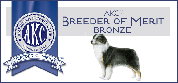 Crimson Miniature American Shepherds have been awarded the Breeder of Merit Award Bronze from American Kennel Club.