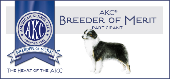 Crimson Miniature American Shepherds have been awarded Breeder of Merit Award from American Kennel Club.