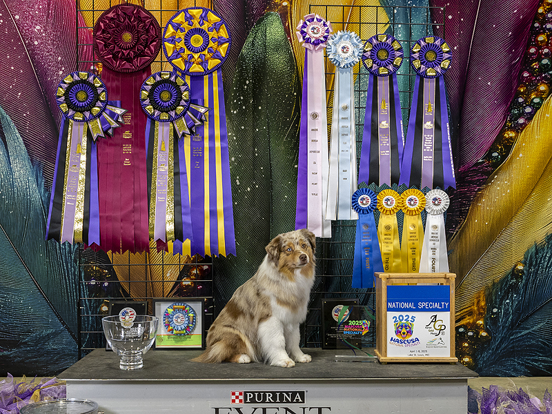 2025 National ribbons that Naughty earned. She was the belle of the ball.