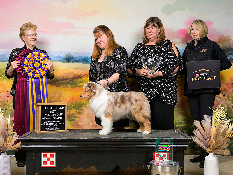 Naughty earning her Best Of Breed MASCUSA Nationals 2025