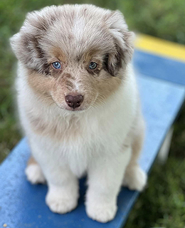 Crimsons Caught Red Handed, also known as Naughty at 8 weeks old.