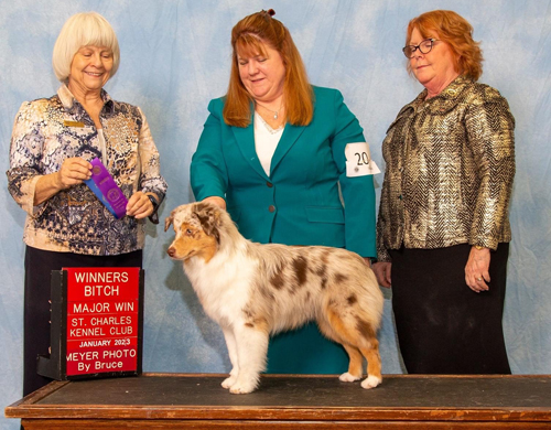 Crimson's Caught Red Handed, Naughty's AKC major win.