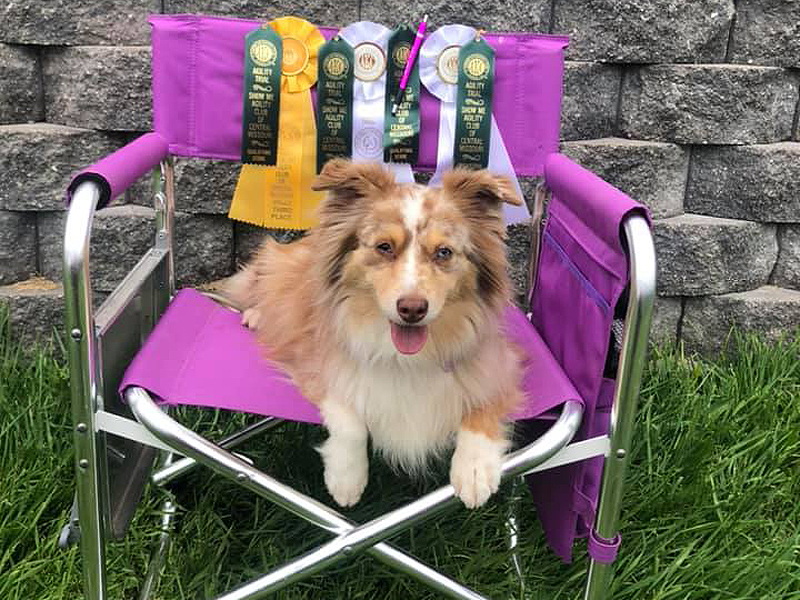 River is a Miniature American Shepherd in her chair with the ribbons for one trail.