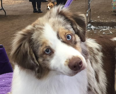 Woodridge Moonshine in The Trunk is a red merle female Miniature American Shepherd.