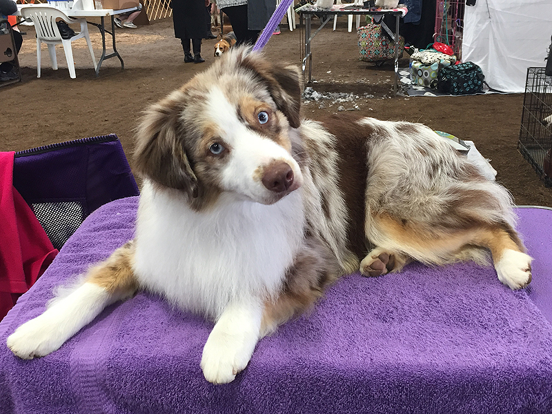 Woodridge Moonshine in The Trunk, a female Miniature American Shepherd, waiting for her class.