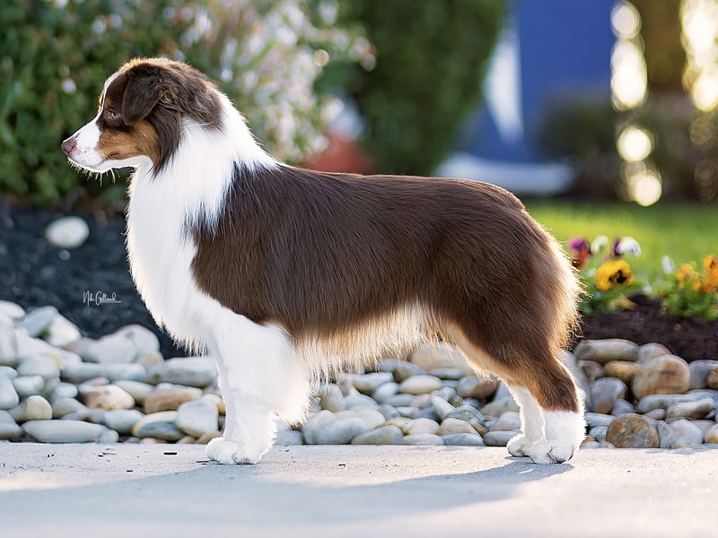 BISS AM/CAN Ch. Pixielane’s Son Of An Icon FDC , know as Sonny.