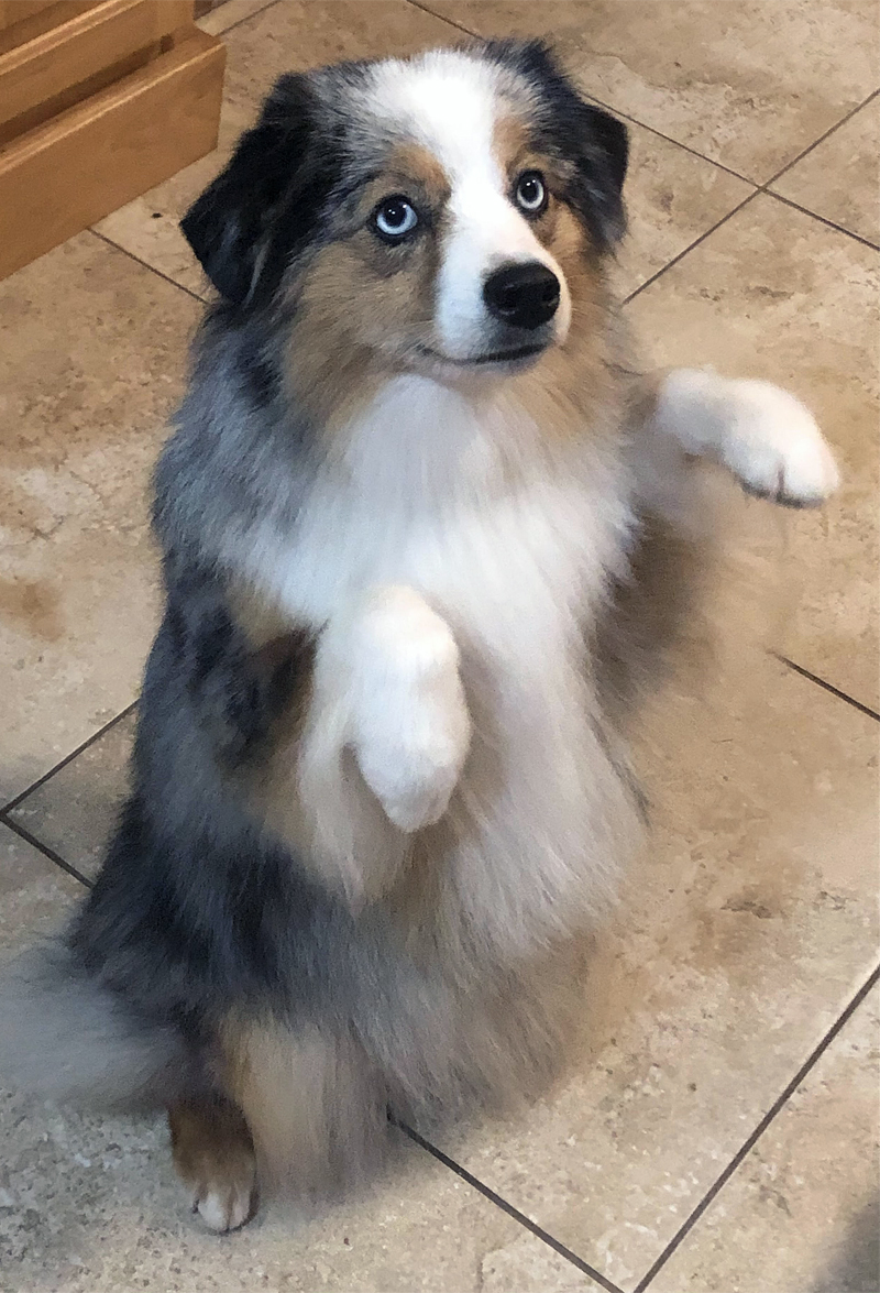 Sparkle showing off her "sit up" that helped her win Trick Dog title.