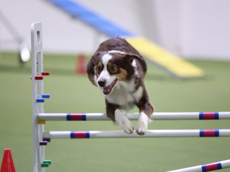 Spring is dong very well in agility as well.